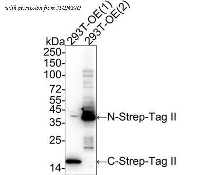 HUABIO HA722230 image 1