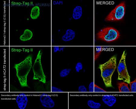 HUABIO HA722230 image 2