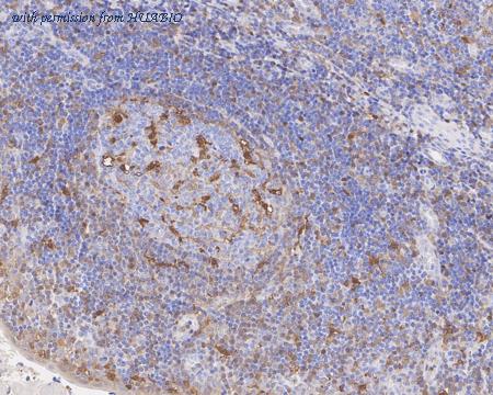 HUABIO HA722236 image 3