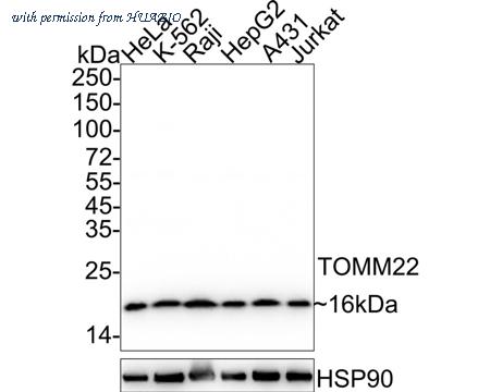 HUABIO HA722237 image 1
