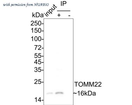 HUABIO HA722237 image 2