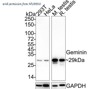 HUABIO HA722239 image 1