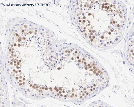 HUABIO HA722239 image 3