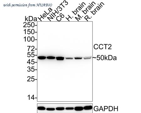 HUABIO HA722240 image 1