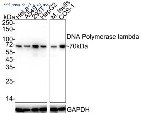 HUABIO HA722253 image 1