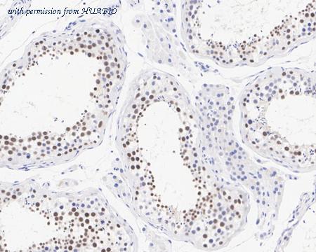 HUABIO HA722253 image 2