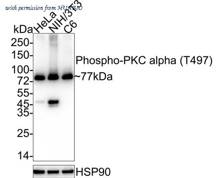 HUABIO HA722278 image 1