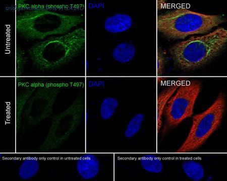 HUABIO HA722278 image 3