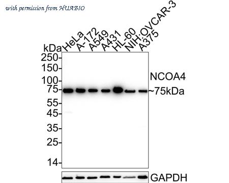 HUABIO HA722282 image 1