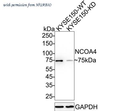HUABIO HA722282 image 2
