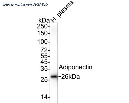 HUABIO HA722286 image 2