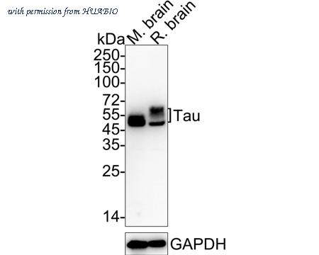 HUABIO HA722288 image 1