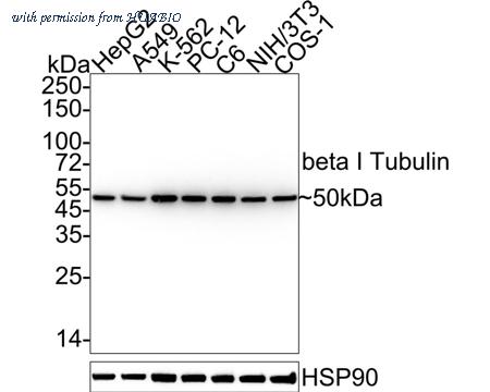 HUABIO HA722290 image 1
