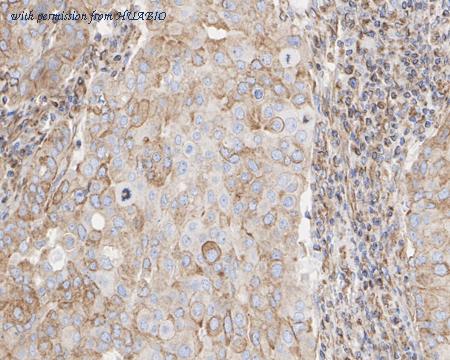 HUABIO HA722290 image 3