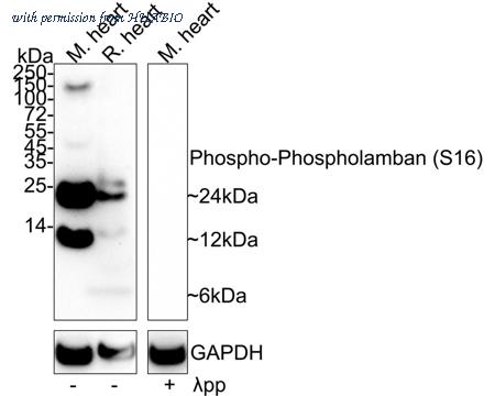 HUABIO HA722291 image 1