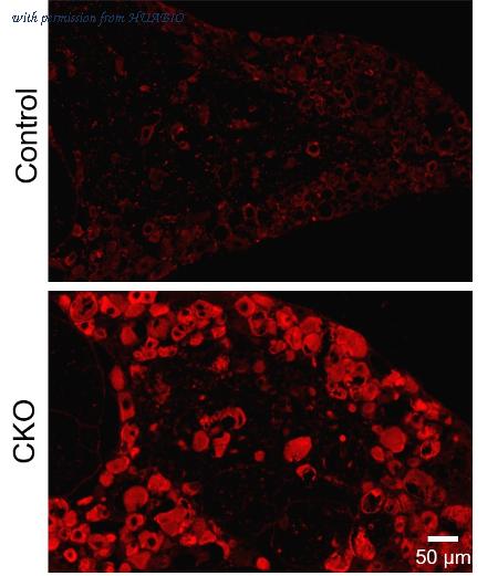 HUABIO HA722302 image 2