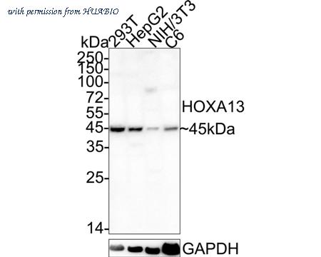 HUABIO HA722305 image 1