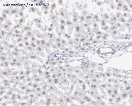 HUABIO HA722305 image 2