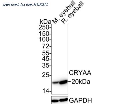 HUABIO HA722306 image 1