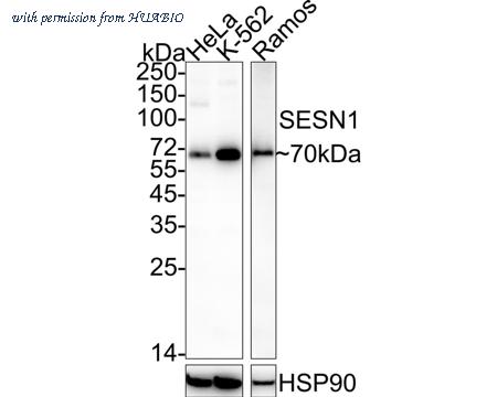 HUABIO HA722307 image 1