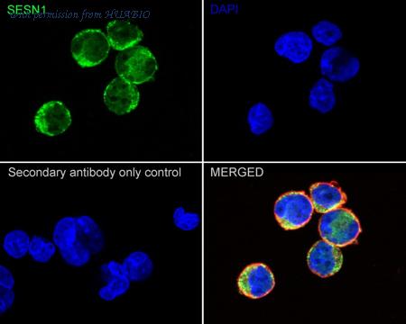 HUABIO HA722307 image 2