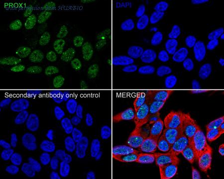 HUABIO HA722318 image 2