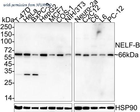 HUABIO HA722320 image 1