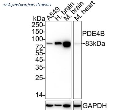 HUABIO HA722323 image 1