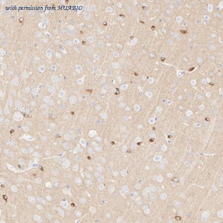 HUABIO HA722323 image 2