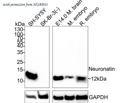 HUABIO HA722326 image 1