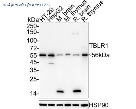 HUABIO HA722331 image 1