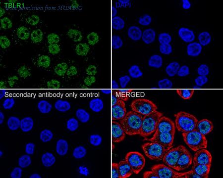 HUABIO HA722331 image 2