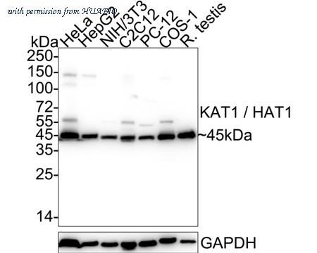 HUABIO HA722332 image 1