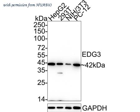HUABIO HA722337 image 1