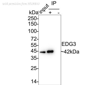 HUABIO HA722337 image 2