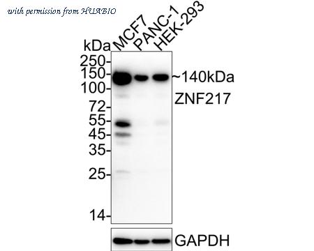 HUABIO HA722344 image 1