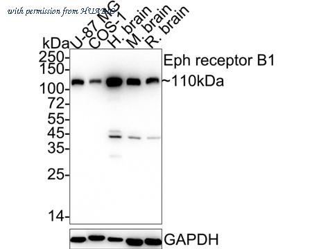 HUABIO HA722345 image 1