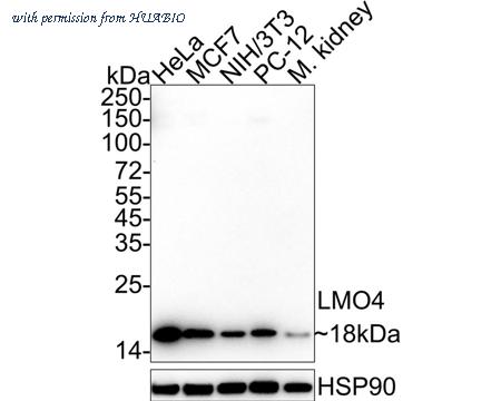 HUABIO HA722346 image 1