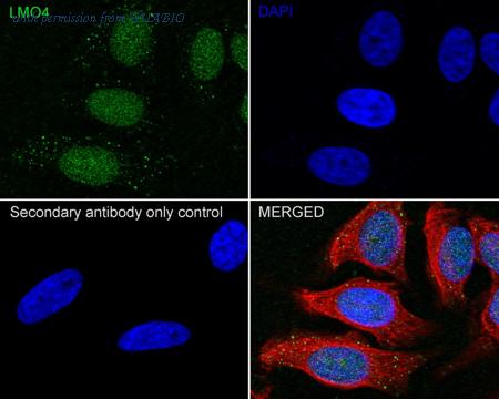 HUABIO HA722346 image 2