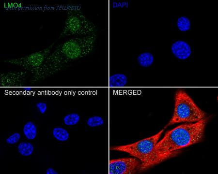 HUABIO HA722346 image 3