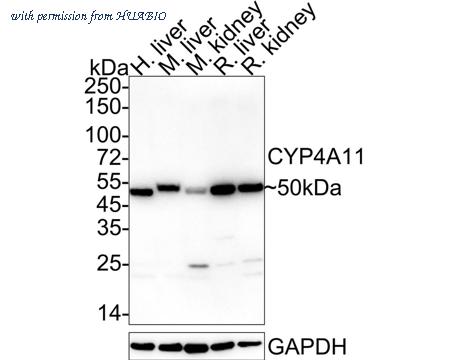 HUABIO HA722348 image 1