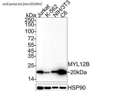 HUABIO HA722355 image 1