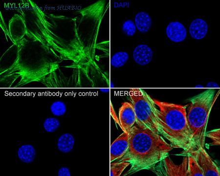 HUABIO HA722355 image 3