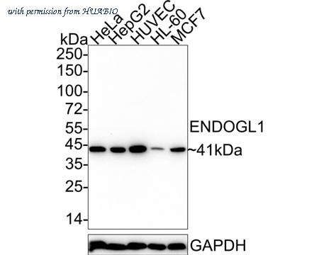 HUABIO HA722356 image 1