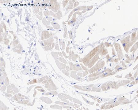 HUABIO HA722356 image 2