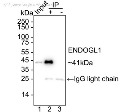 HUABIO HA722356 image 3