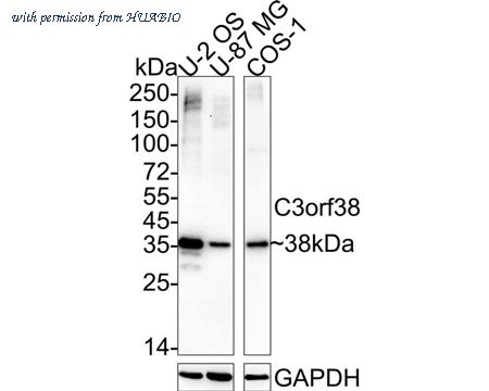 HUABIO HA722360 image 1