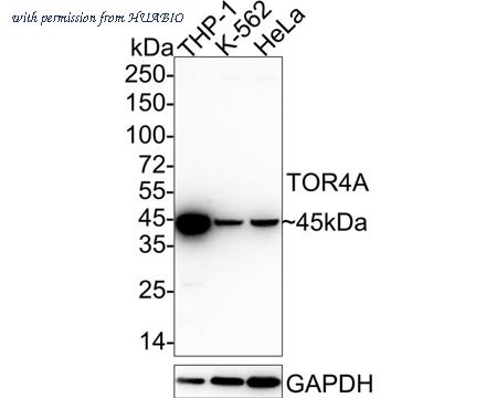 HUABIO HA722363 image 1