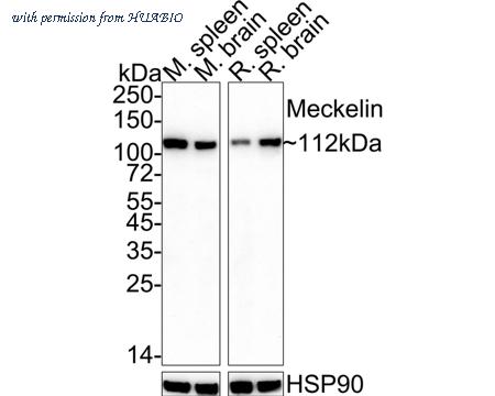 HUABIO HA722366 image 2