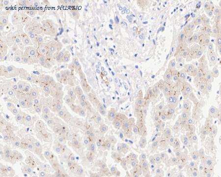 HUABIO HA722368 image 2